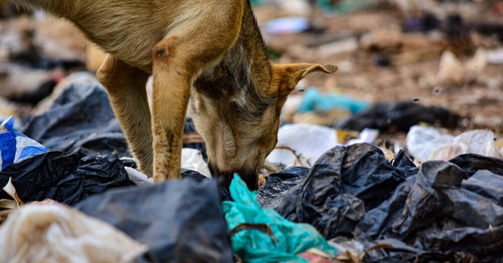 自治体別で補助金対象の生ごみ処理機を比較するイラスト